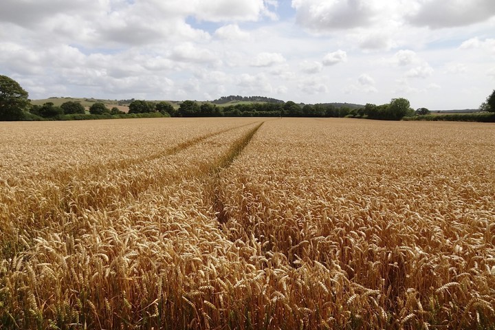 Wheat