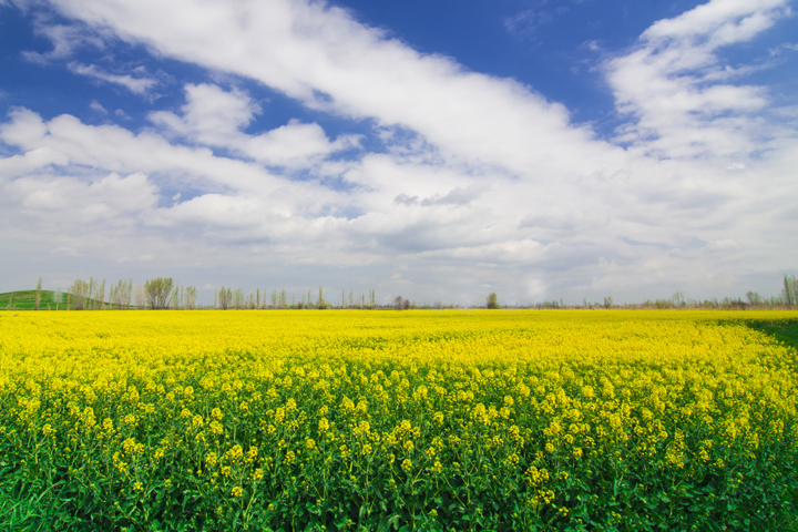 Crops Oilseedrape Field